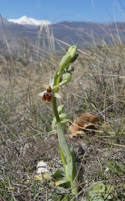 Ophrys precoci nellAbruzzo sud orientale 2022